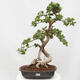 Izbová bonsai - Ficus Panda - malolistý fikus - 1/6