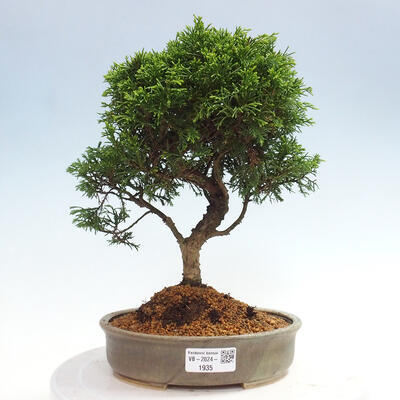 Vonkajší bonsai - Juniperus chinensis Itoigawa -Jalovec čínsky - 1