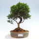 Vonkajší bonsai - Juniperus chinensis Itoigawa -Jalovec čínsky - 1/4