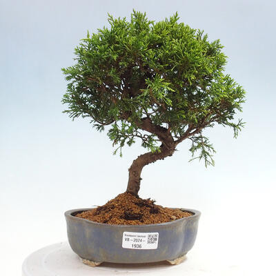 Vonkajší bonsai - Juniperus chinensis Itoigawa -Jalovec čínsky - 1