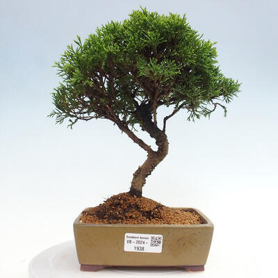 Vonkajší bonsai - Juniperus chinensis Itoigawa -Jalovec čínsky - 1