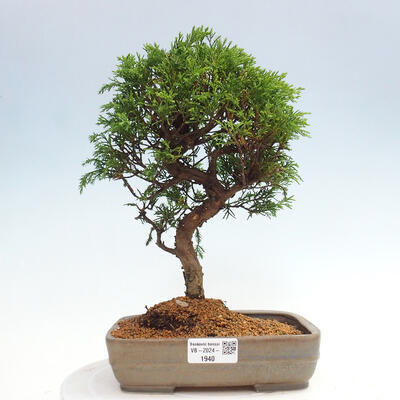 Vonkajší bonsai - Juniperus chinensis Itoigawa -Jalovec čínsky - 1