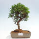 Vonkajší bonsai - Juniperus chinensis Itoigawa -Jalovec čínsky - 1/4