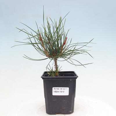 Vonkajší bonsai - Pinus densiflora - borovica červená