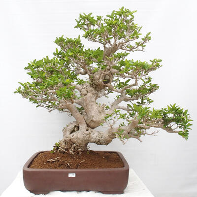 Izbová bonsai - Premna serratifolia - Kozlovoň malolistá - 1