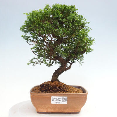 Vonkajší bonsai - Juniperus chinensis Itoigawa -Jalovec čínsky - 1