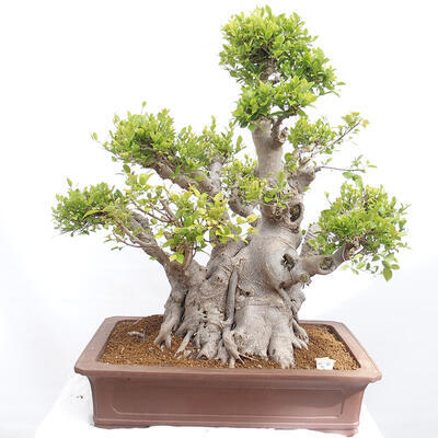 Izbová bonsai - Ficus retusa - malolistý fikus - 1