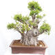 Izbová bonsai - Ficus retusa - malolistý fikus - 1/7