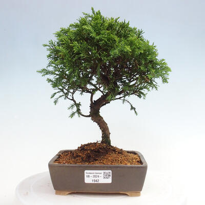 Vonkajší bonsai - Juniperus chinensis Itoigawa -Jalovec čínsky - 1