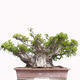 Izbová bonsai - Ficus retusa - malolistý fikus - 1/6