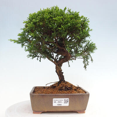 Vonkajší bonsai - Juniperus chinensis Itoigawa -Jalovec čínsky - 1