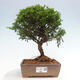 Vonkajší bonsai - Juniperus chinensis Itoigawa -Jalovec čínsky - 1/4