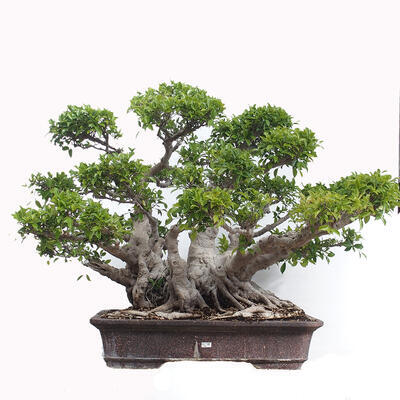 Izbová bonsai - Ficus retusa - malolistý fikus - 1