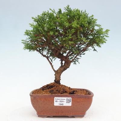 Vonkajší bonsai - Juniperus chinensis Itoigawa -Jalovec čínsky - 1