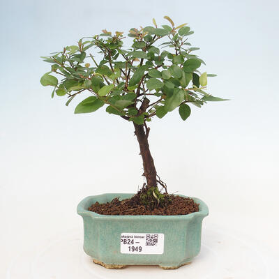 Izbová bonsai - Sagerécie thea - Sagerécie thea - 1