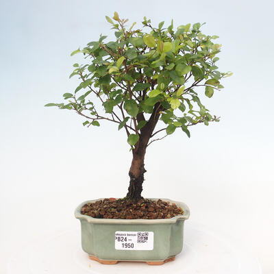 Izbová bonsai - Sagerécie thea - Sagerécie thea - 1