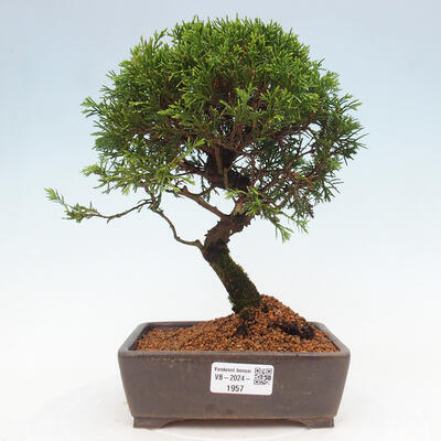 Vonkajší bonsai - Juniperus chinensis Itoigawa -Jalovec čínsky - 1