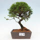 Vonkajší bonsai - Juniperus chinensis Itoigawa -Jalovec čínsky - 1/4