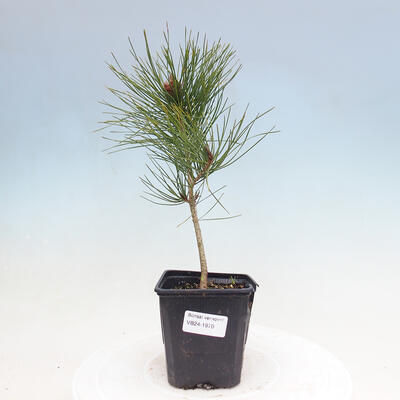 Vonkajší bonsai - Pinus densiflora - borovica červená