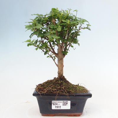 Izbová bonsai -Ligustrum chinensis - Vtáčí zob - 1