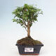 Izbová bonsai -Ligustrum chinensis - Vtáčí zob - 1/3