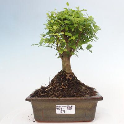 Izbová bonsai -Ligustrum chinensis - Vtáčí zob - 1