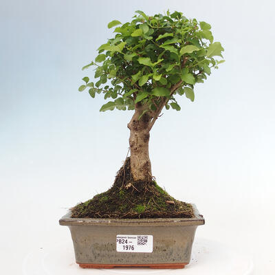 Izbová bonsai -Ligustrum chinensis - Vtáčí zob - 1