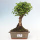 Izbová bonsai -Ligustrum chinensis - Vtáčí zob - 1/3