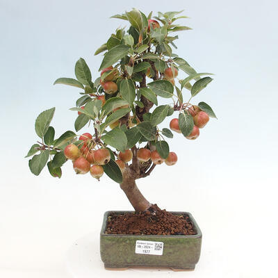 Vonkajší bonsai -Malus halliana - Maloplodá jabloň - 1