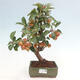 Vonkajší bonsai -Malus halliana - Maloplodá jabloň - 1/6