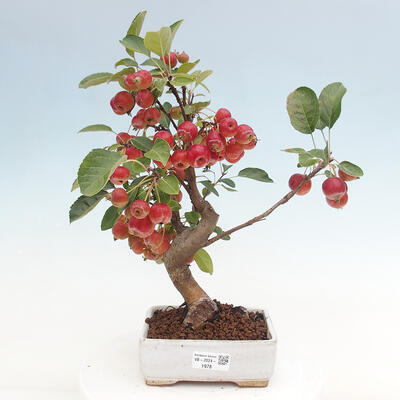 Vonkajší bonsai -Malus halliana - Maloplodá jabloň - 1