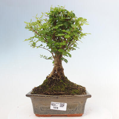 Izbová bonsai -Ligustrum chinensis - Vtáčí zob - 1