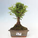 Izbová bonsai -Ligustrum chinensis - Vtáčí zob - 1/3