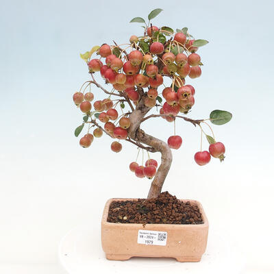 Vonkajší bonsai -Malus halliana - Maloplodá jabloň - 1