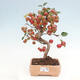 Vonkajší bonsai -Malus halliana - Maloplodá jabloň - 1/6