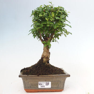 Izbová bonsai -Ligustrum chinensis - Vtáčí zob - 1