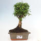 Izbová bonsai -Ligustrum chinensis - Vtáčí zob - 1/3