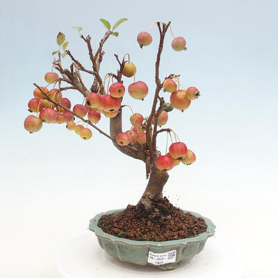 Vonkajší bonsai -Malus halliana - Maloplodá jabloň - 1