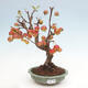 Vonkajší bonsai -Malus halliana - Maloplodá jabloň - 1/6