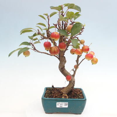 Vonkajší bonsai -Malus halliana - Maloplodá jabloň - 1