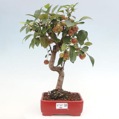 Vonkajší bonsai -Malus halliana - Maloplodá jabloň - 1