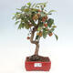 Vonkajší bonsai -Malus halliana - Maloplodá jabloň - 1/6