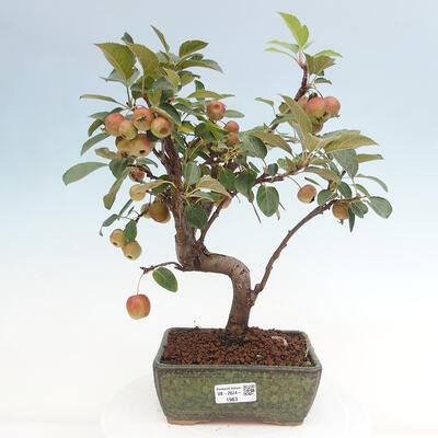 Vonkajší bonsai -Malus halliana - Maloplodá jabloň - 1