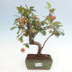 Vonkajší bonsai -Malus halliana - Maloplodá jabloň - 1/6