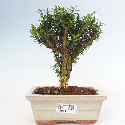 Izbová bonsai - Buxus harlandii - korkový buxus - 1