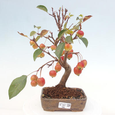 Vonkajší bonsai -Malus halliana - Maloplodá jabloň - 1