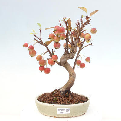 Vonkajší bonsai -Malus halliana - Maloplodá jabloň - 1