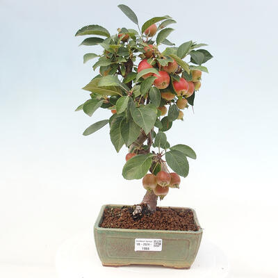 Vonkajší bonsai -Malus halliana - Maloplodá jabloň - 1