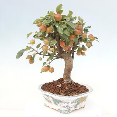 Vonkajší bonsai -Malus halliana - Maloplodá jabloň - 1