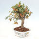 Vonkajší bonsai -Malus halliana - Maloplodá jabloň - 1/6